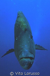 Fishs - Cheilinus undulatus by Vito Lorusso 